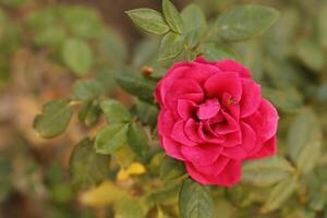 rosso rosa su verde foglia sfondo foto