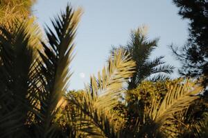 palma alberi nel il sole leggero foto