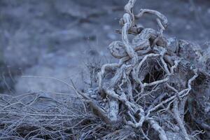 avvolgimento albero radici foto