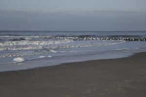 Basso marea a il spiaggia di sinto maartenszee, il Olanda foto