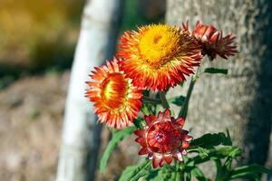 cannuccia fiore il natura di il fiore è sferico. il petali siamo giallo-arancio, impilati insieme. Là siamo decorativo strisce di bianca, giallo, arancia, rosso, rosa e marrone. foto