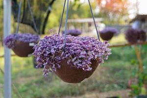 strisciante pollice pianta ha succulento steli. le foglie siamo piccolo ovale sagomato e venire nel molti colori è verde, viola con rosa macchie, oro foglie, oro con verde macchie e viola macchiato oro le foglie foto