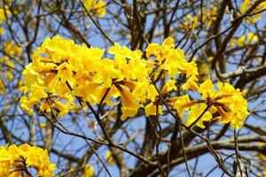 d'oro albero fiori su il giorno cielo blu sfondo, giallo fiori. il a forma di coppa calice è peloso Marrone. il petali siamo collegato per modulo un' a forma di tromba tubo. natura sfondo concetto foto