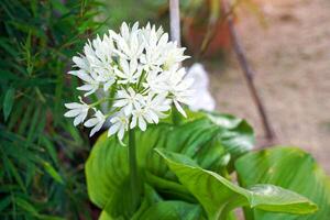 il cardwell giglio infiorescenza è un a forma di ombrello infiorescenza emergente a partire dal il foglia guaine. ogni infiorescenza ha 10 - 20 bianca fiori. foto