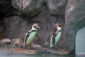 un' pinguino a piedi su rocce foto