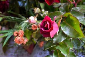 un' rosa rosa nel pieno fioritura. beautiul rosa fiore nel il giardino foto