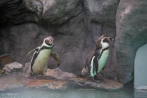 un' pinguino a piedi su rocce foto