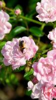 bellissimo Rose cespuglio nel giardino, Rose per San Valentino giorno. foto