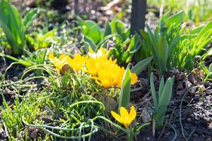 giallo fioritura crochi fiori, primavera fiori in crescita nel giardino foto