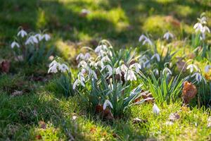 inverno campana fiore macchiato nel il foresta , natura foto