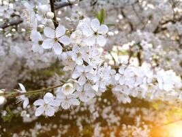 fioritura frutta alberi nel il primavera giardino. avvicinamento Visualizza. foto
