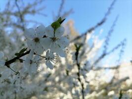 fioritura frutta alberi nel il primavera giardino. avvicinamento Visualizza. foto