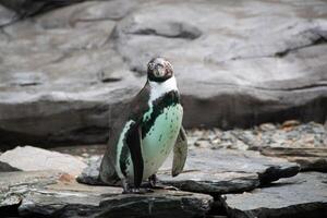 un' pinguino a piedi su rocce foto