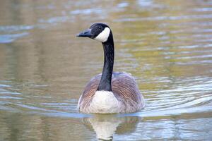 canadese oche, branta canadensis su il lago. foto