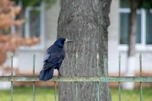 americano corvo è il Comune corvo al di sopra di foto