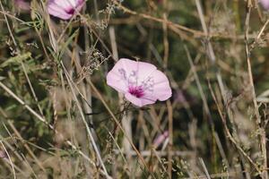 rosa convolvolo fiore con ombra di altro pianta foto