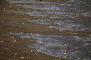 Stupefacente, mai visto esso prima, ghiaccio su il sale acqua e sabbia, spiaggia, nord mare, inverno nel il Olanda foto