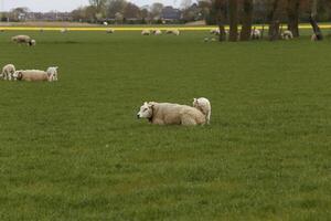 nord Olanda paesaggio nel il molla, pecora e agnello nel il campo foto