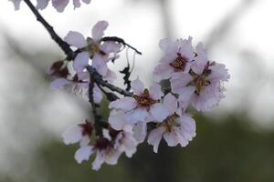 fioritura mandorla fiori foto