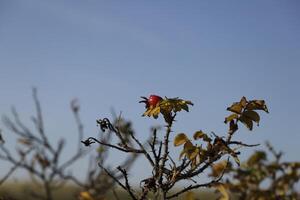 autunno colori nel il foresta e dune, sinto maartenszee, il Olanda foto