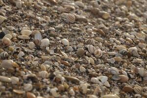 conchiglie nel il sabbia a il riva nel il Olanda foto