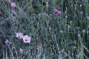 selvaggio fiori nel il campo, presto mattina foto