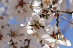 fioritura mandorla fiori foto