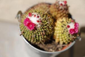 fioritura cactus con rosa fiori foto