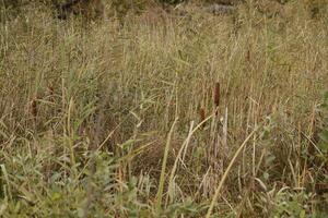 zwanenwater natura parco nel il autunno, Olanda foto