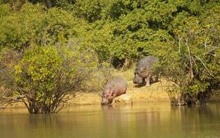 ippopotamo nel pendjari np nel il nord di benin, ovest Africa foto