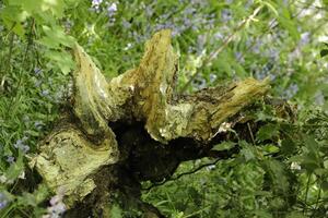 primavera nel il foresta, blu campane, felci, albero tronchi, il Olanda foto