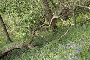 nuovo foglie su il alberi, primavera è nel il aria foto