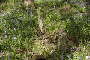 nuovo foglie su il alberi, primavera è nel il aria foto