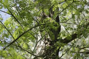 nuovo foglie su il alberi, primavera è nel il aria foto