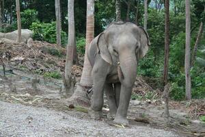 asiatico elefante nel Tailandia foto