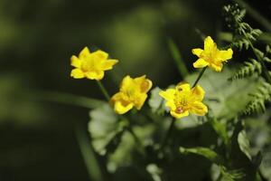 piccolo lago nel il foresta, diverso flora, palude calendula foto