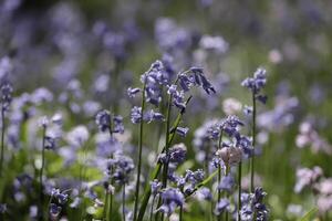 blu campane bello primavera fiori foto