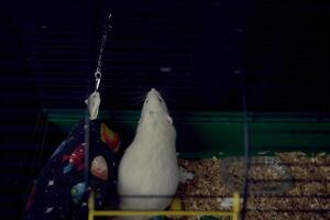 un' animale domestico ratti nel un' gabbia pure piccolo per vita foto