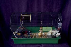 un' animale domestico ratti nel un' gabbia pure piccolo per vita foto
