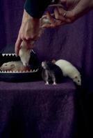 curioso animale domestico ratti correre in giro il letto, un' Casa nel il forma di un' squalo foto