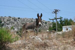 asino sta nel un' campo foto