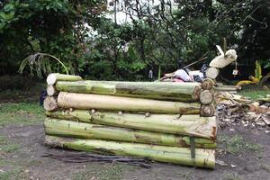 bara di Banana alberi per cremazione foto