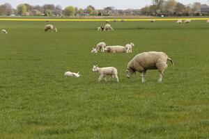 nord Olanda paesaggio nel il molla, pecora e agnello nel il campo foto