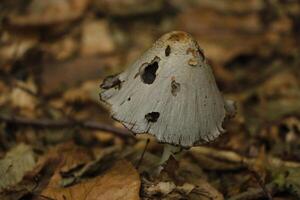 fungo velenoso, autunno, foresta, Europa foto