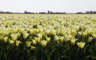 fioritura zijpe evento, dove voi può prendere un' camminare attraverso il tulipani e altro fiore lampadina i campi foto