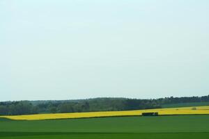 giallo colza i campi foto