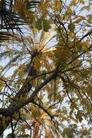 palma alberi nel il sole leggero foto