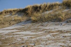 inverno nel il Olanda, brina nel il dune, camperduin foto