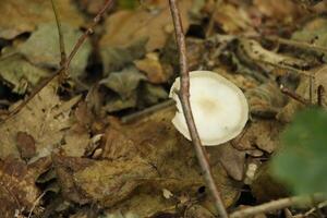 fungo velenoso, autunno, foresta, Europa foto