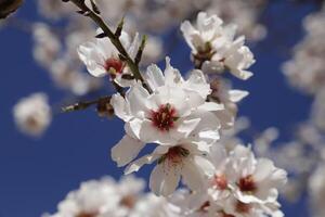 fioritura mandorla fiori foto